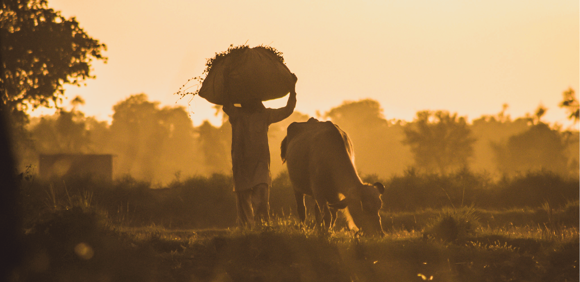 Cow in fields