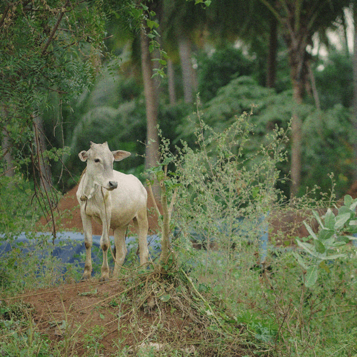 White Cow