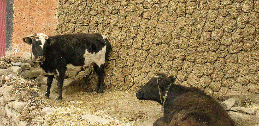 Cows & Cow Dung Cakes