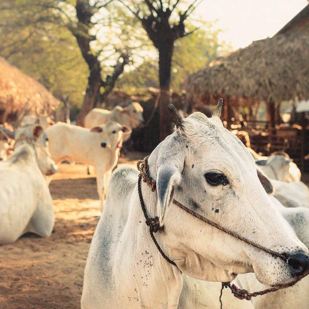 Cow Herd