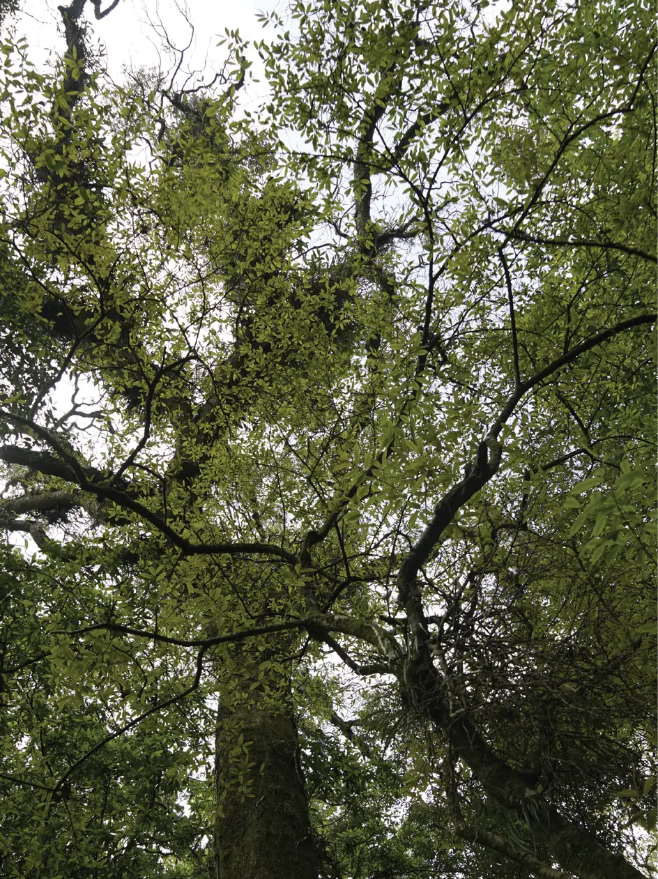 Forest preserved by indigenous communitie