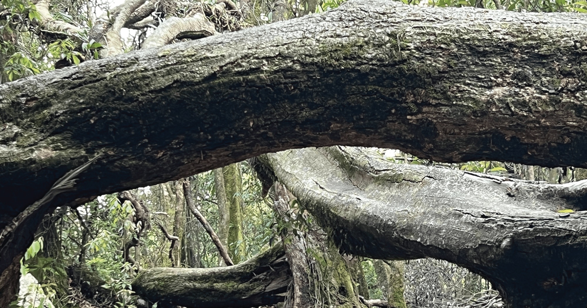 largest and longest-protected sacred groves