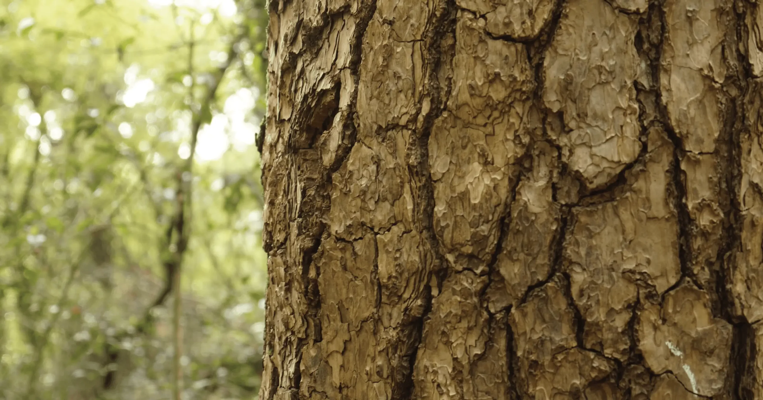 Tree Trunk