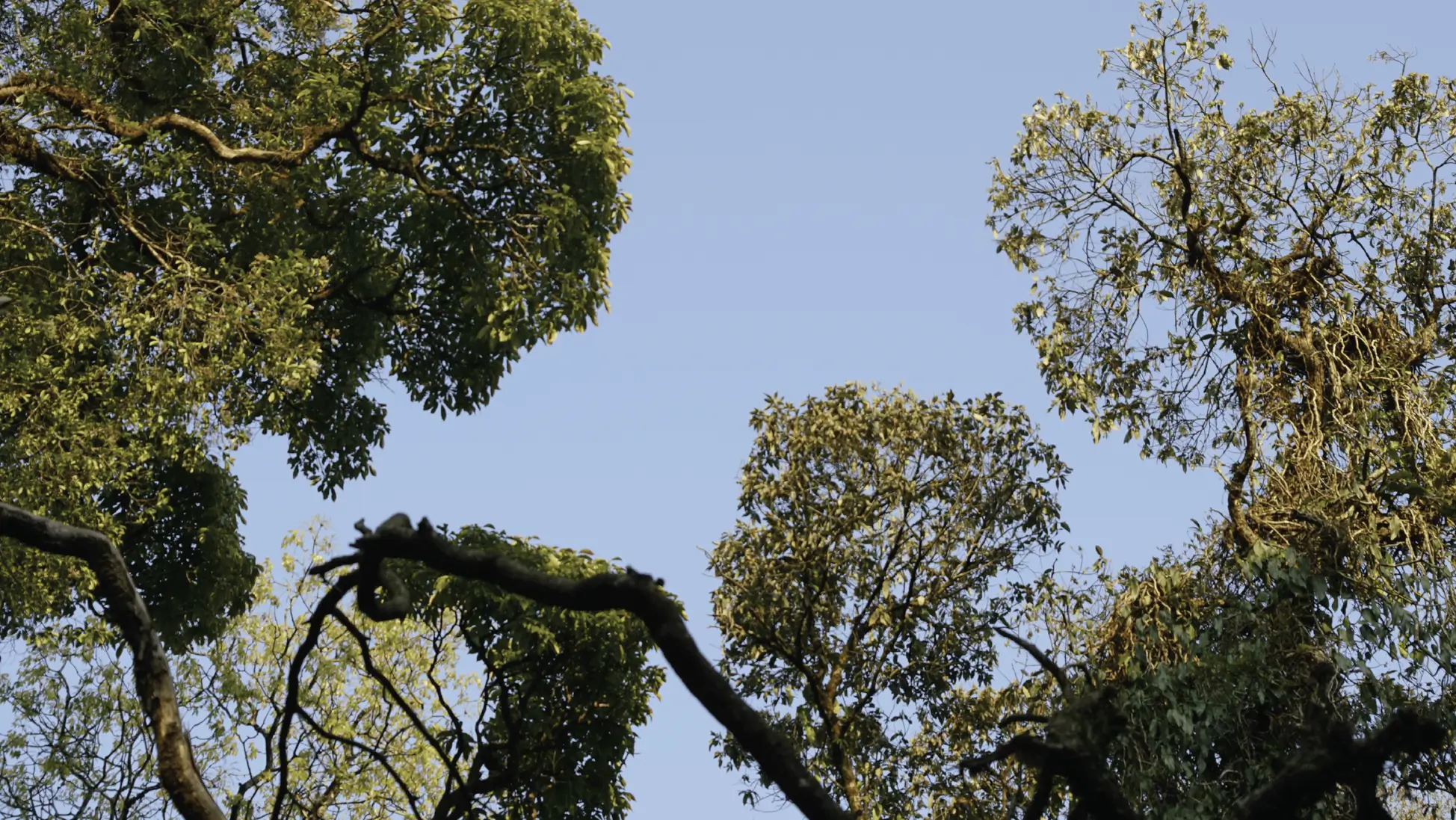 Natural Conservation