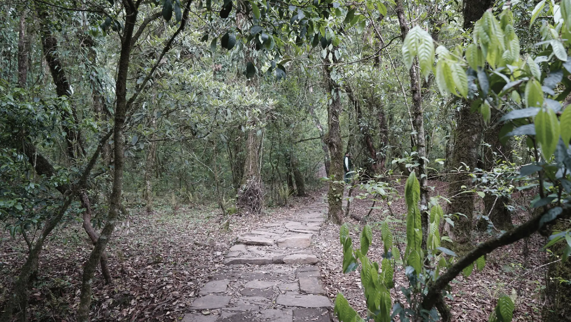 Khasi - Groves Becoming Sanctuaries