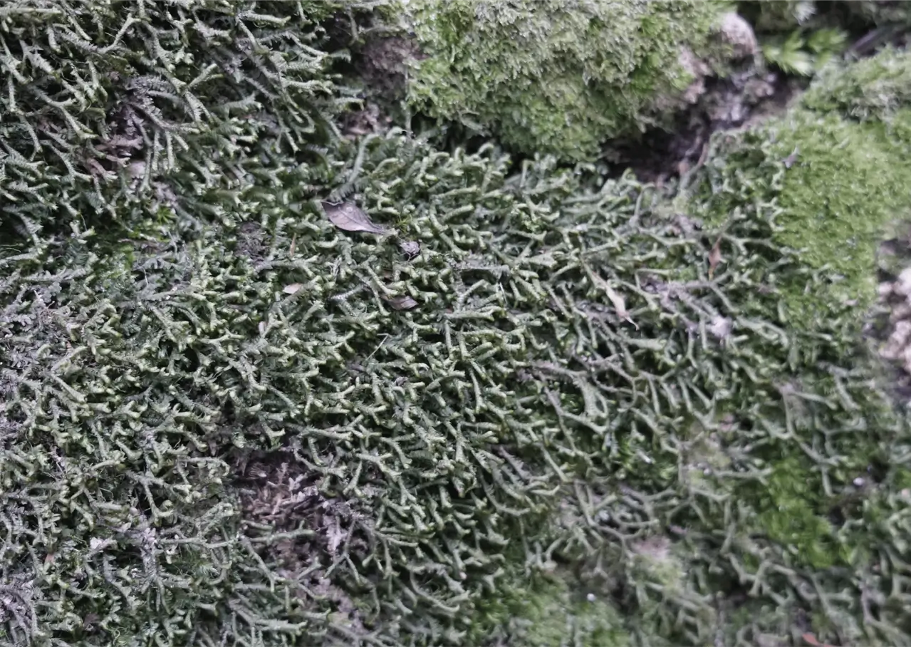 Moss Laden Branches