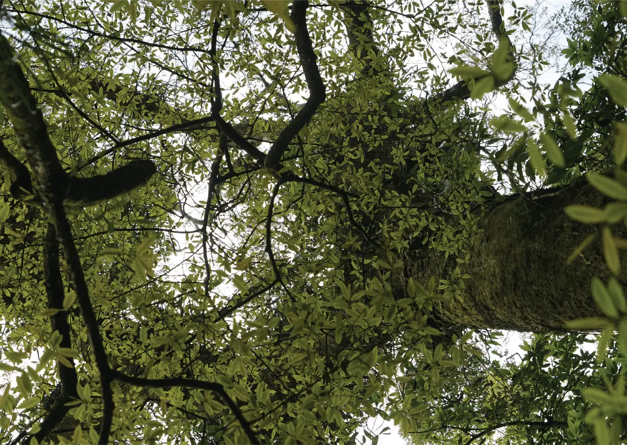 Protect Mawphlang Forest