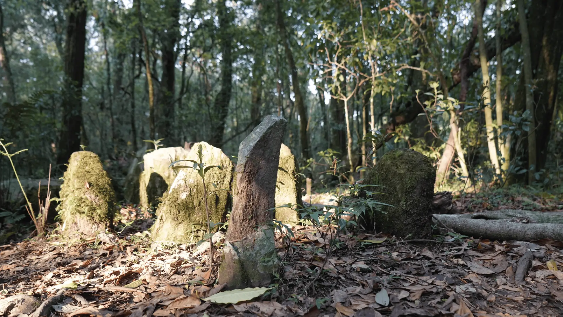 Mawphlang sacred groves