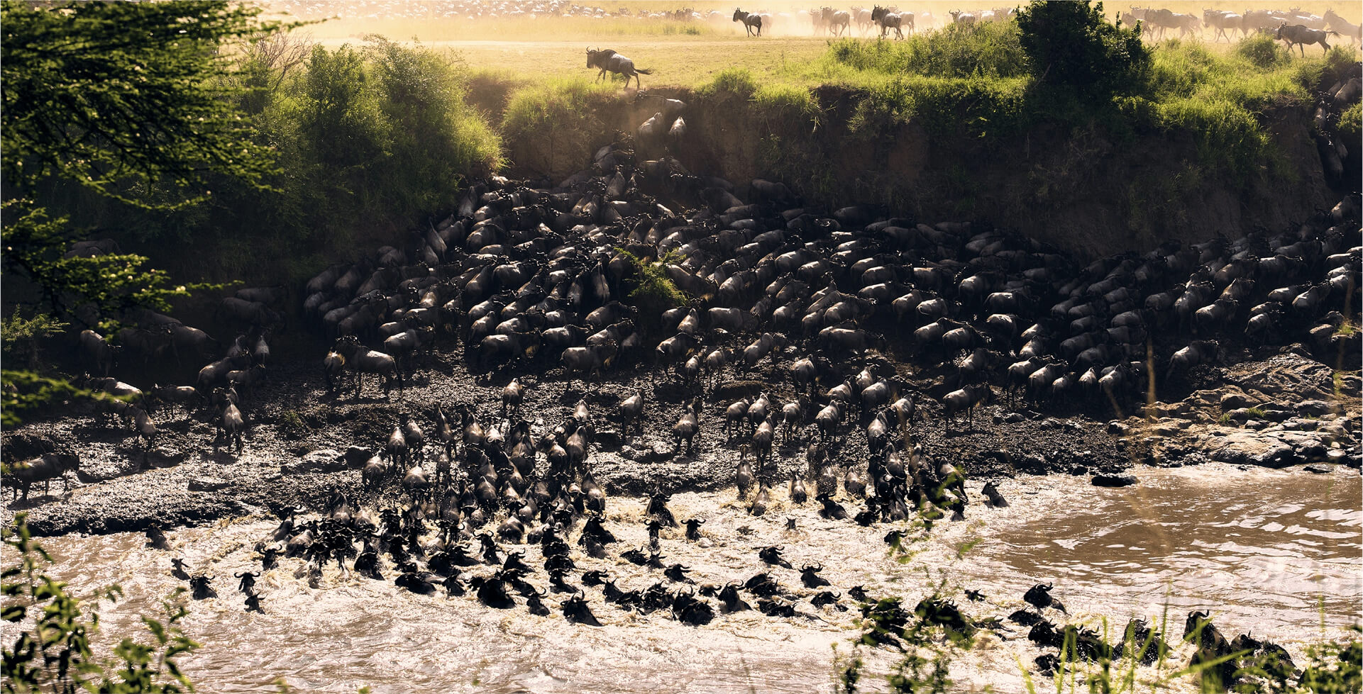 Herds Moving Towards Grumeti River