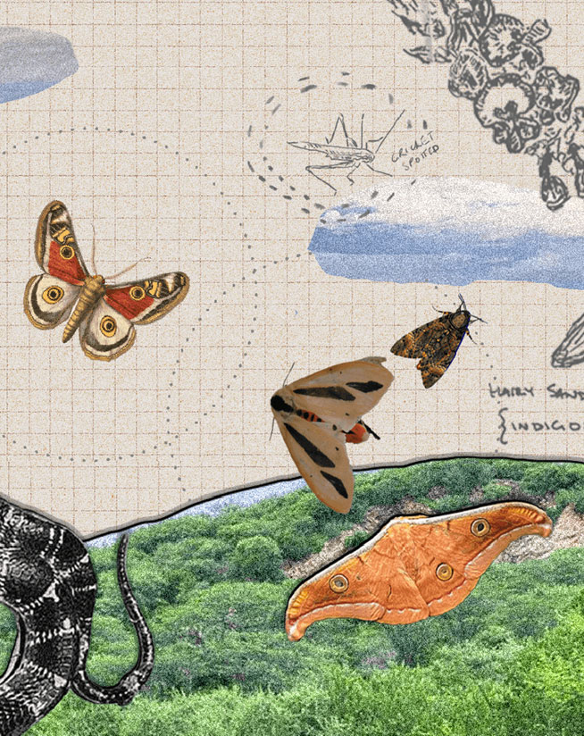 Aranyani Earth Restoration Banner