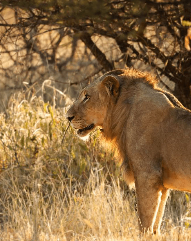 Mapesu Private Game Reserve