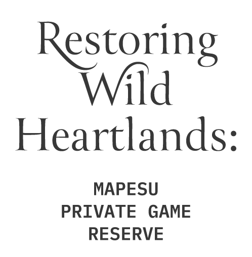 Restoring Wild Heartlands: Mapesu Private Game Reserve Banner