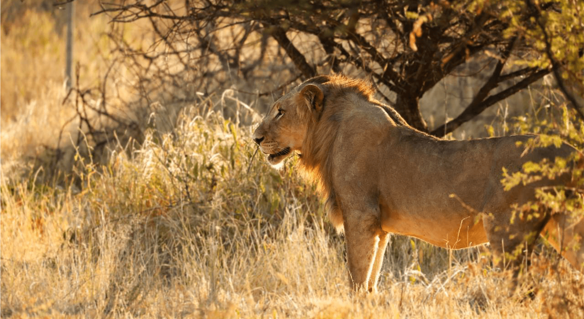 Mapesu Native Wild Life