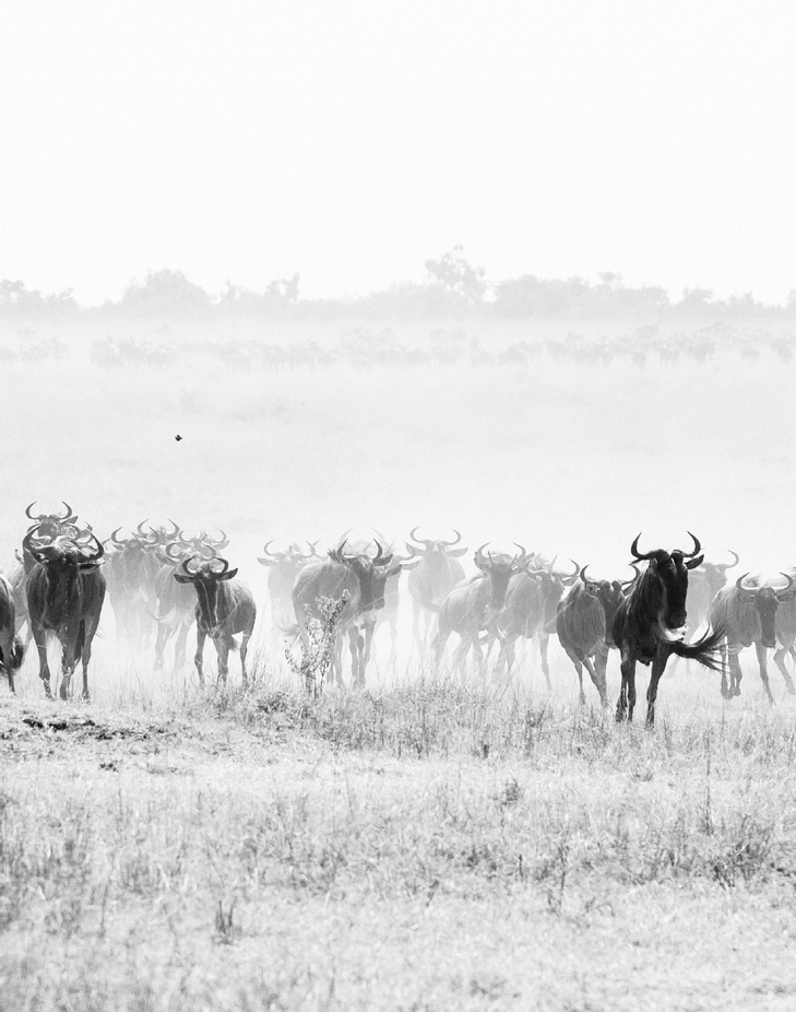 The Great Migration