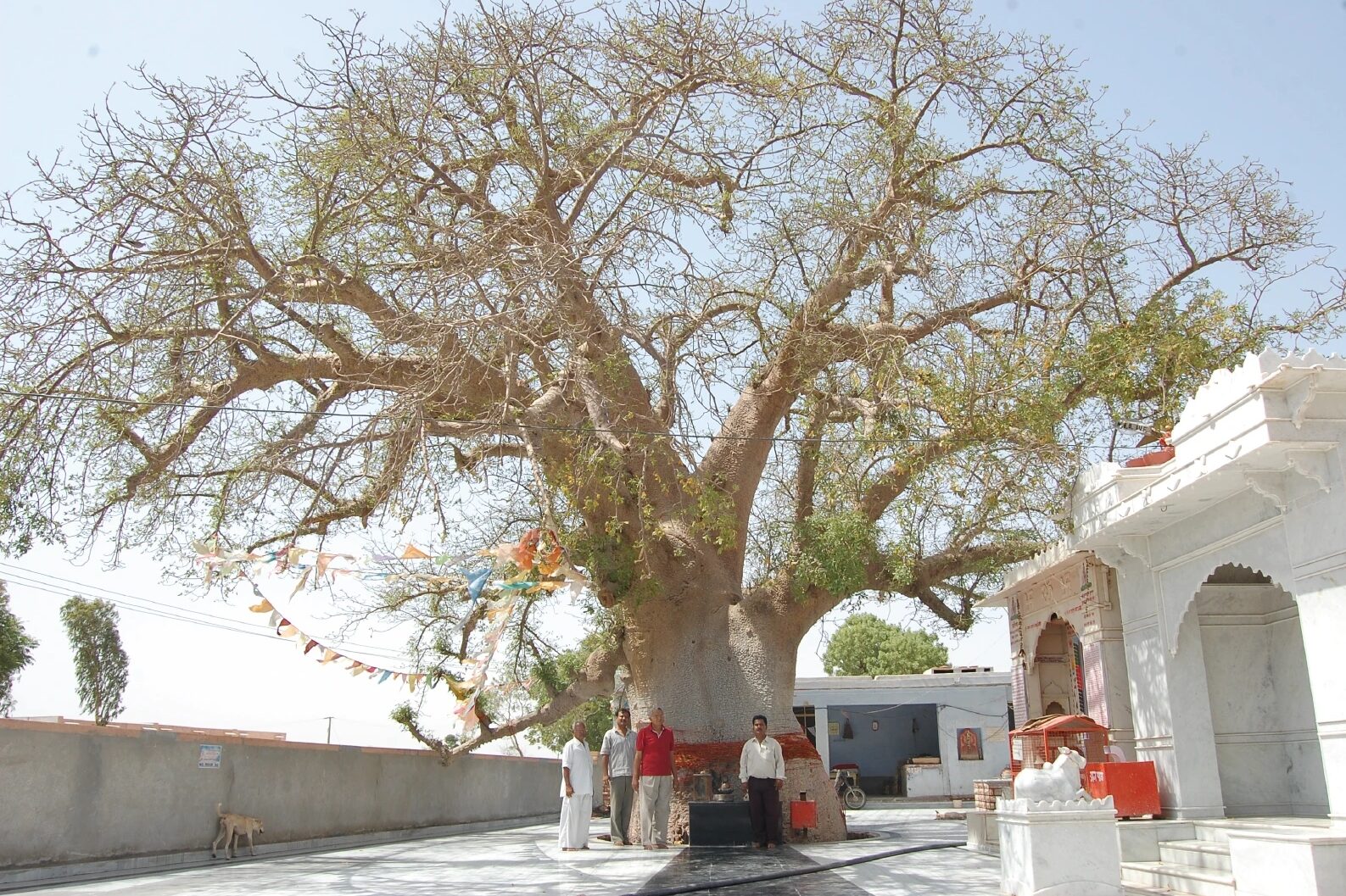 Kalpavriksha Tree at Bilara, Rajasthan