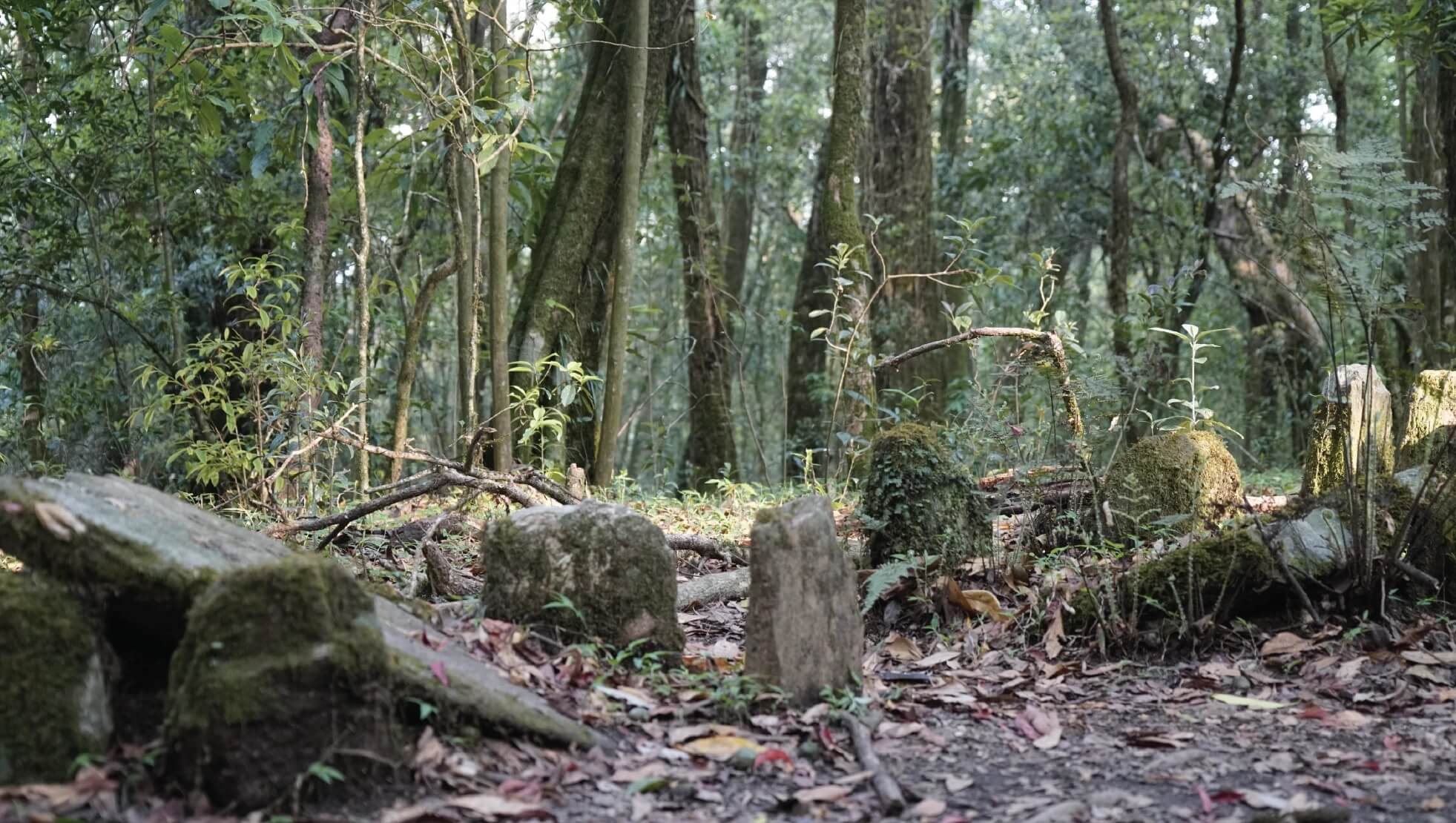 Sacred Grove in Mawphlang, Meghalaya