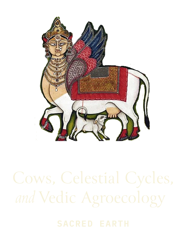 Cows Celestial Cycle Image