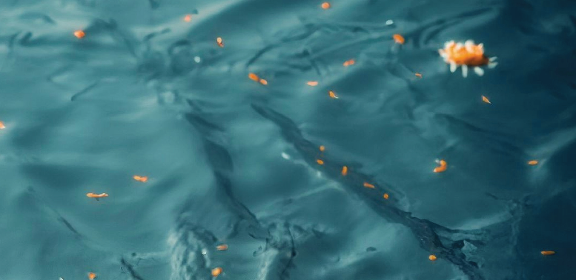 Ganga Restoration