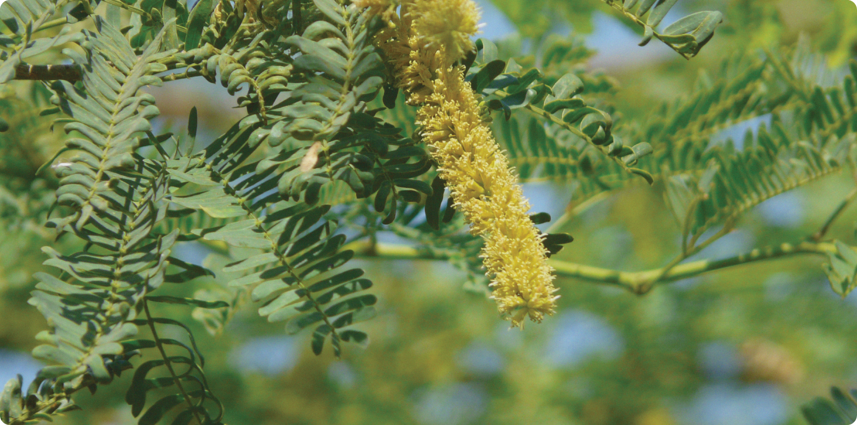 Prosopis juliflora Banner Image