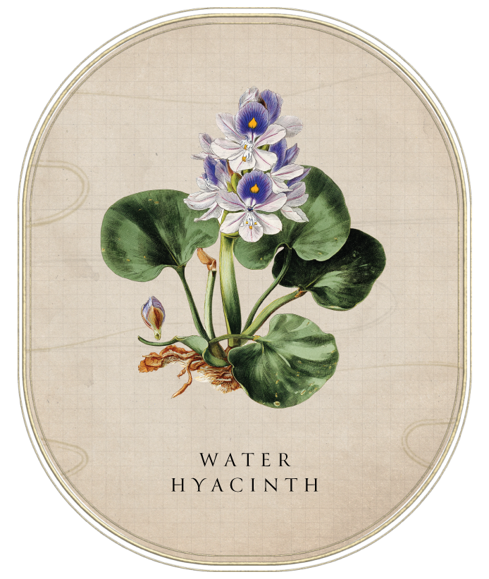 Water Hyacinth