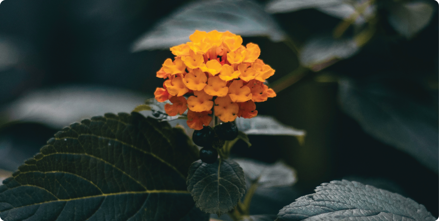 Non-Native Plants in India