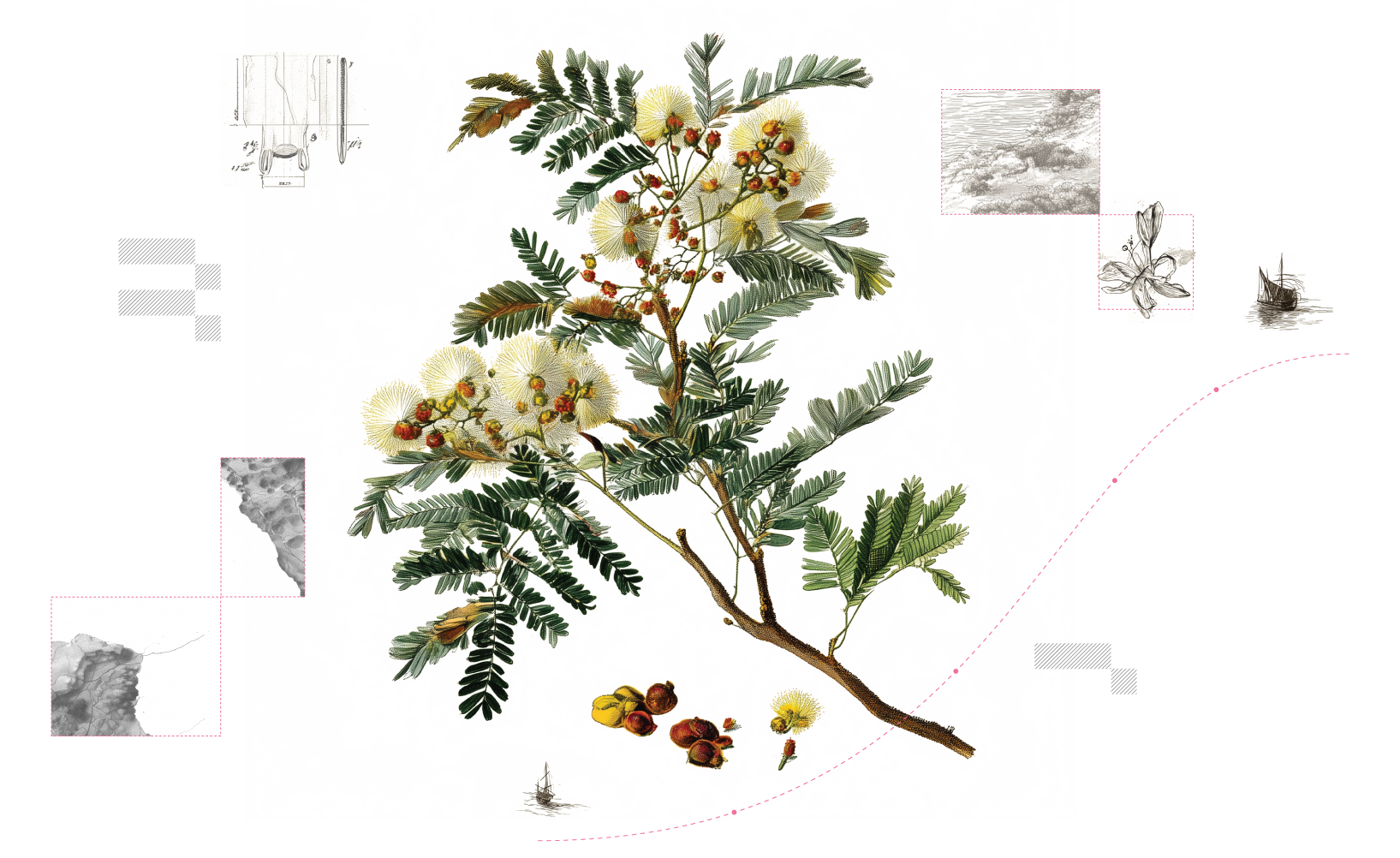 Invasive Species_Plants