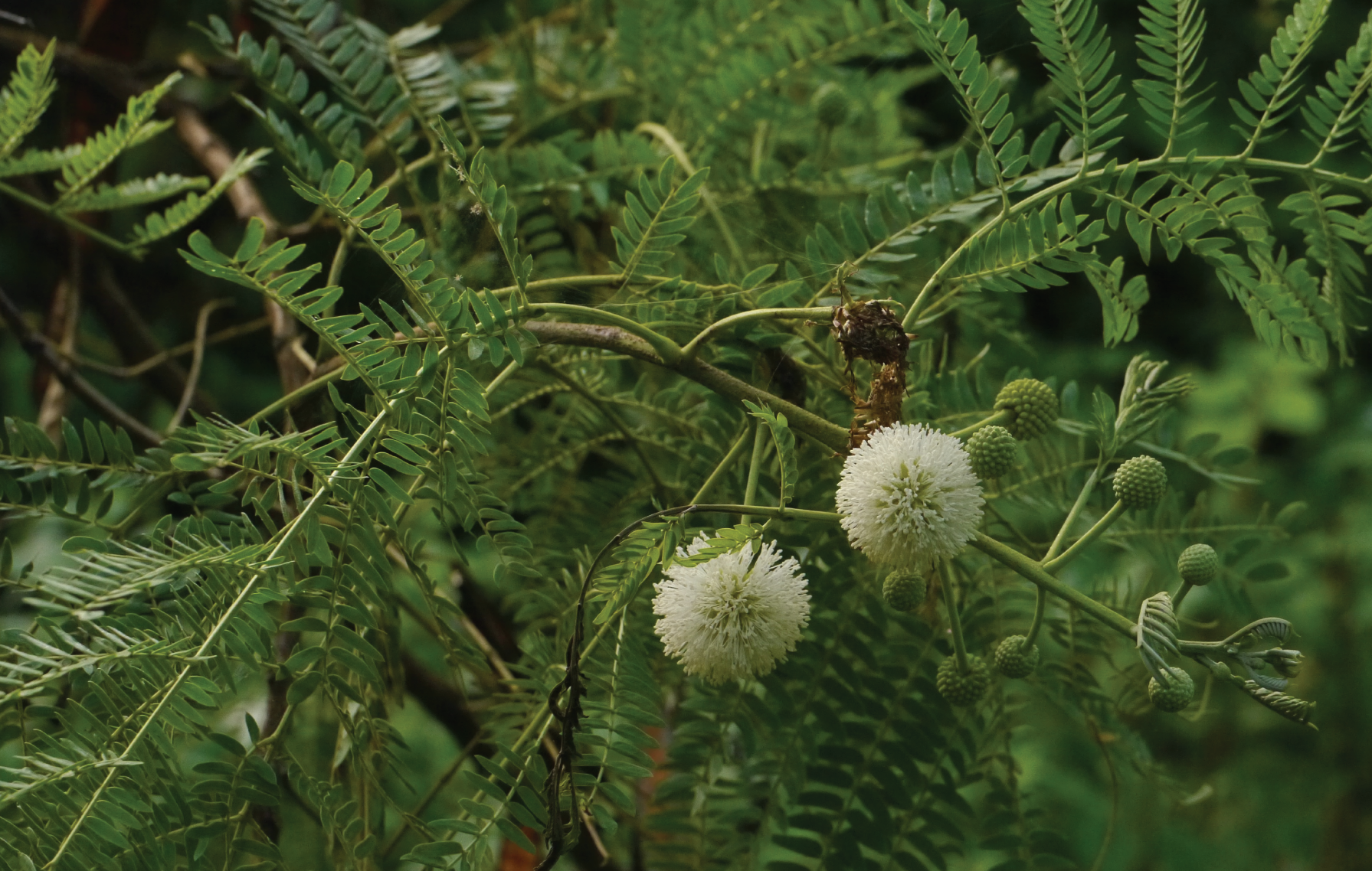 white spherical flowers