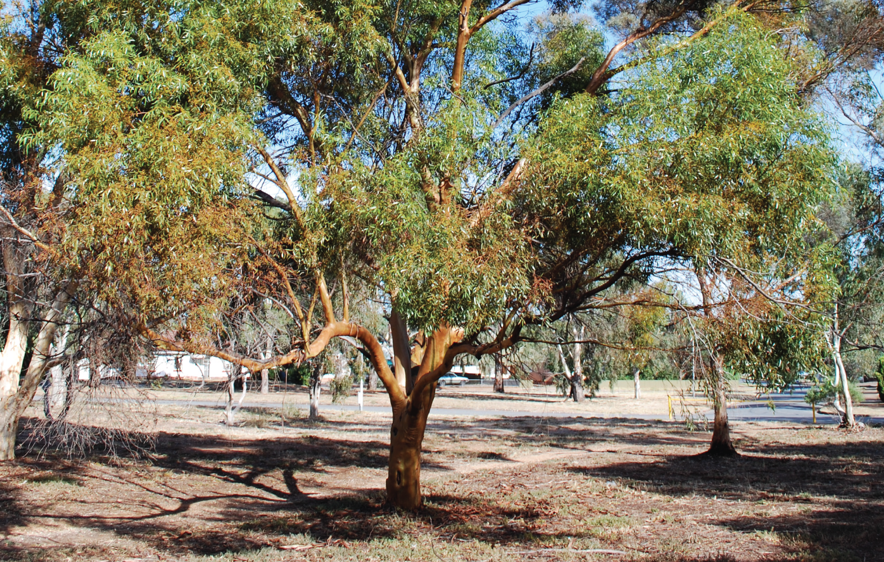 Eucalyptus, Subabul