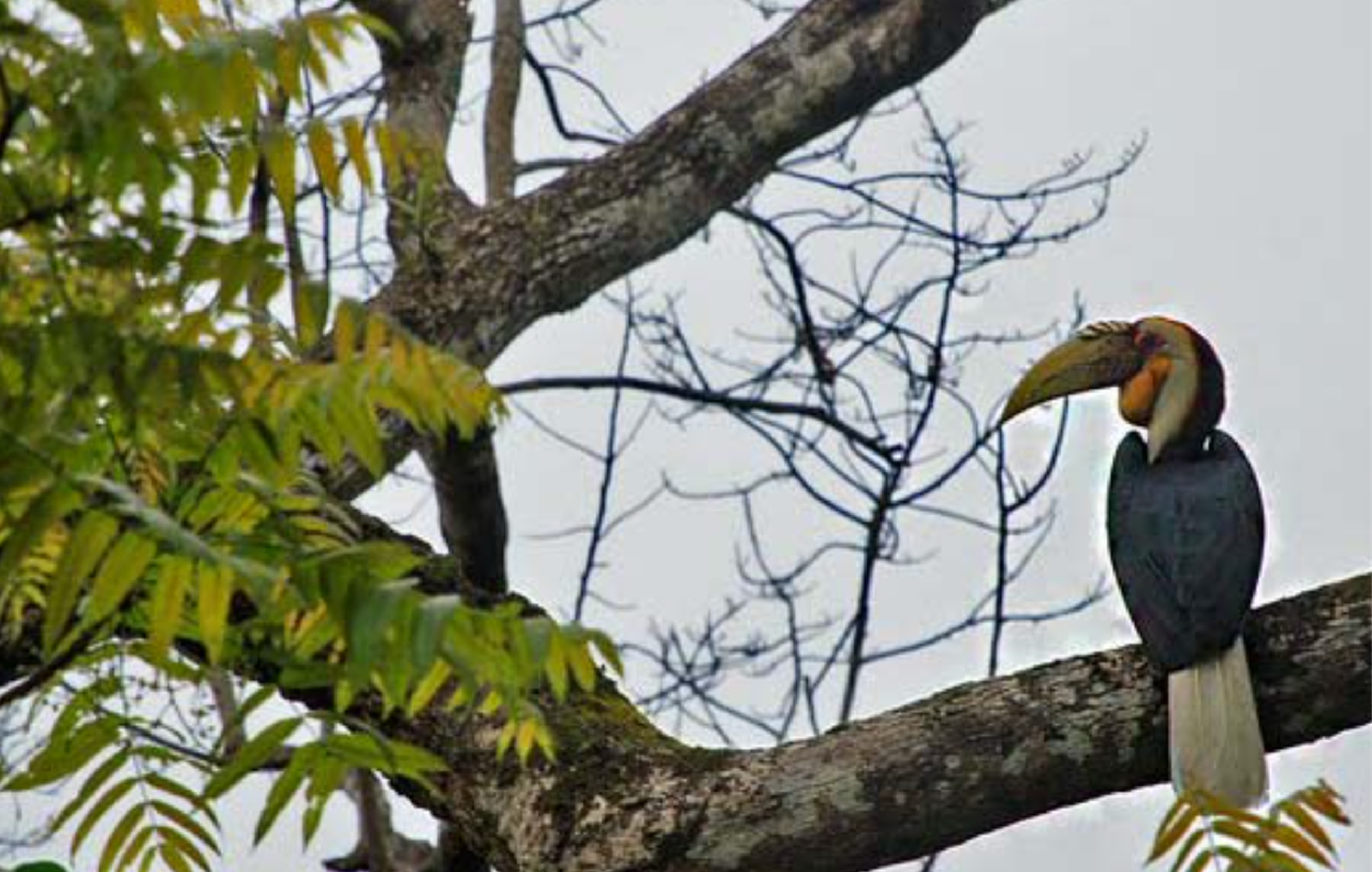 Birds Returning to their habitats