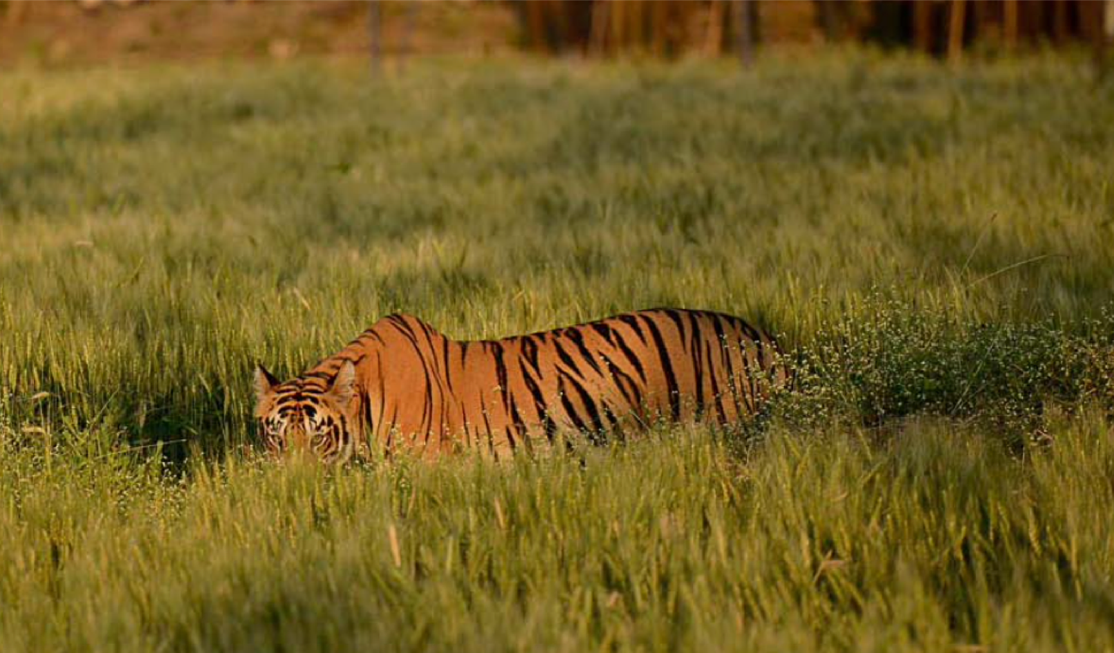 forests of Panna and Satpura
