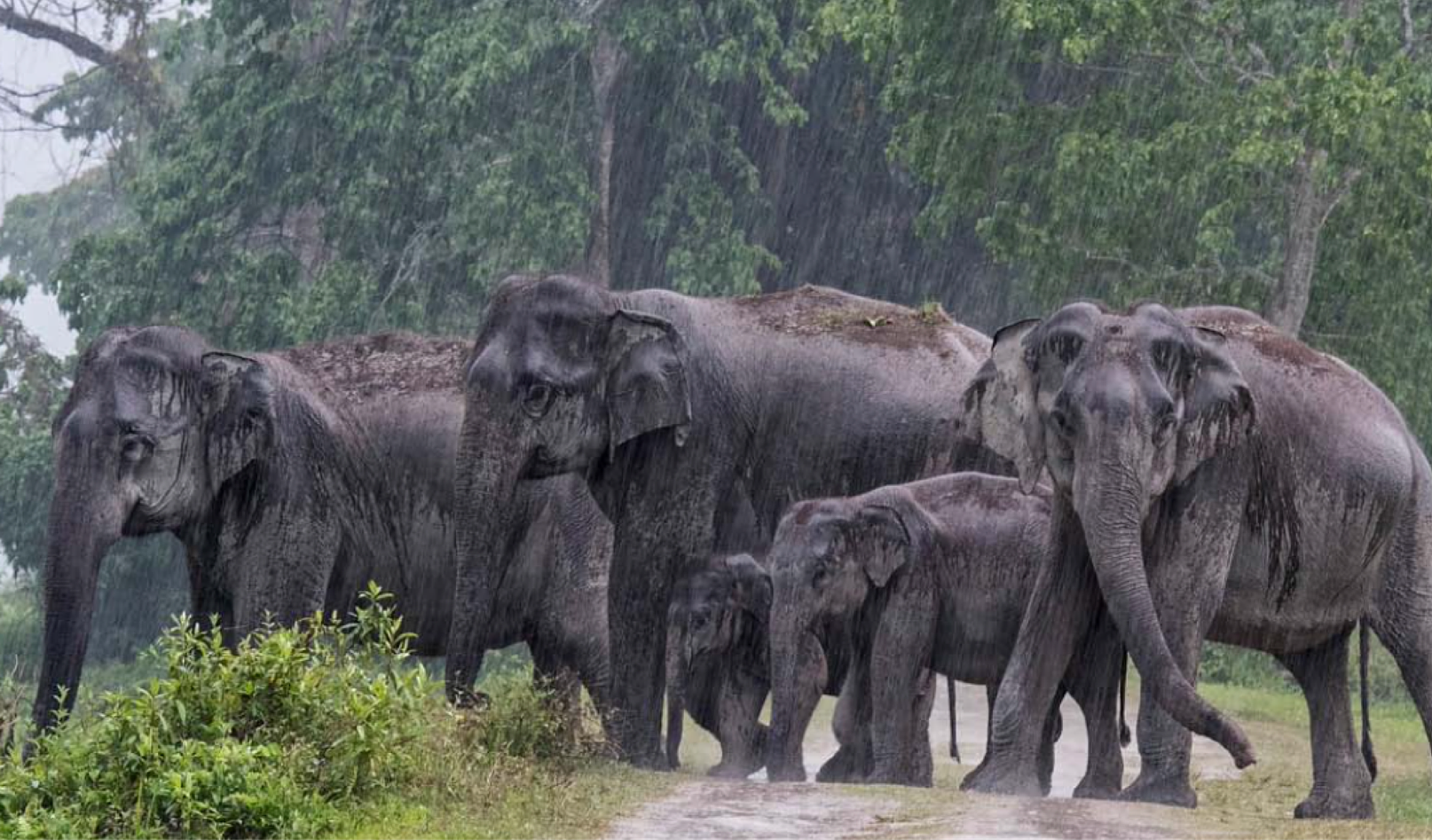 Herd of Elephants in Rain
