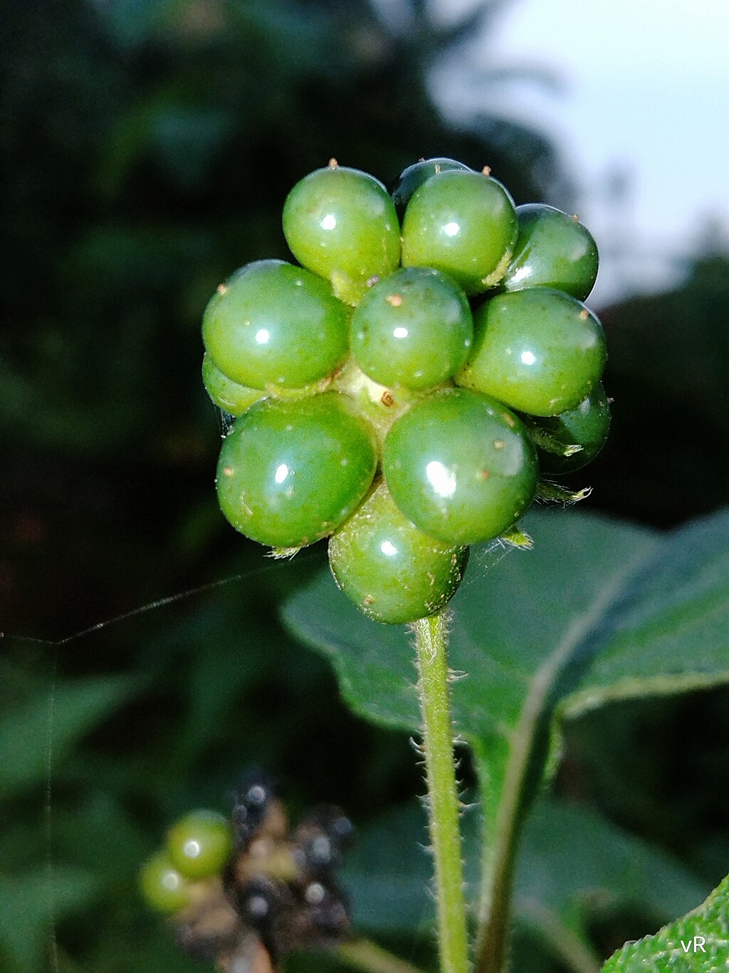 Seeds of Lantana Camara