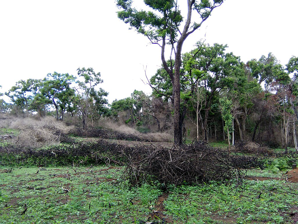 Removal of invasive Lantana Camara for habitat management in the BRT Tiger Reserve