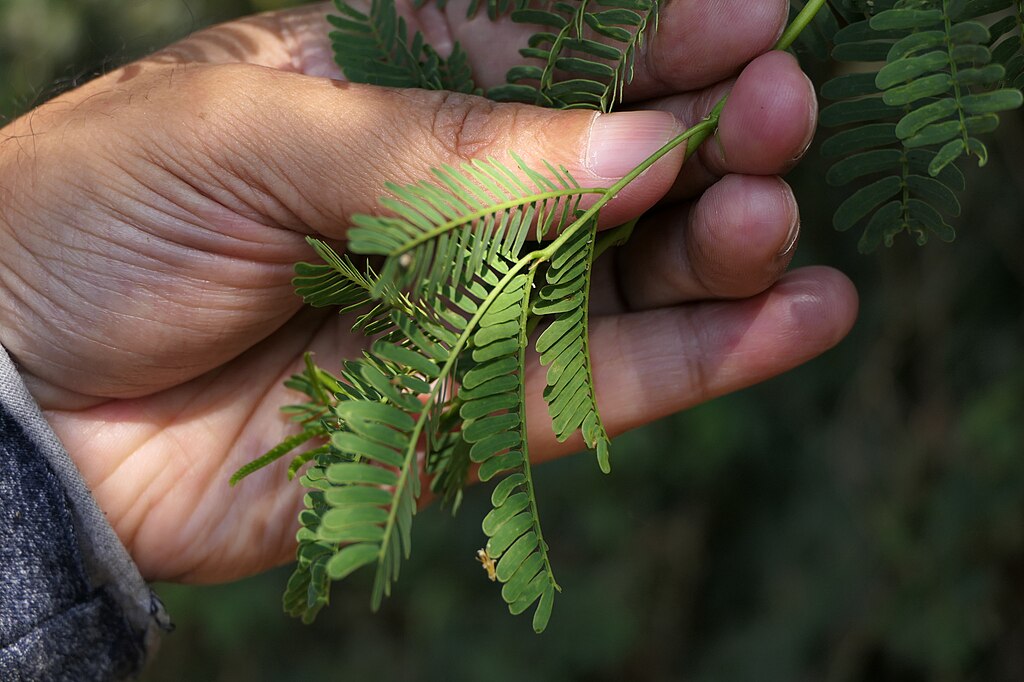 Prosopis Juliflora