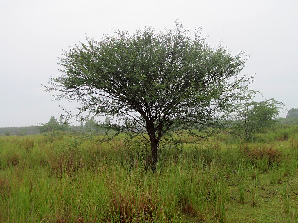 Prosopis Juliflora tree