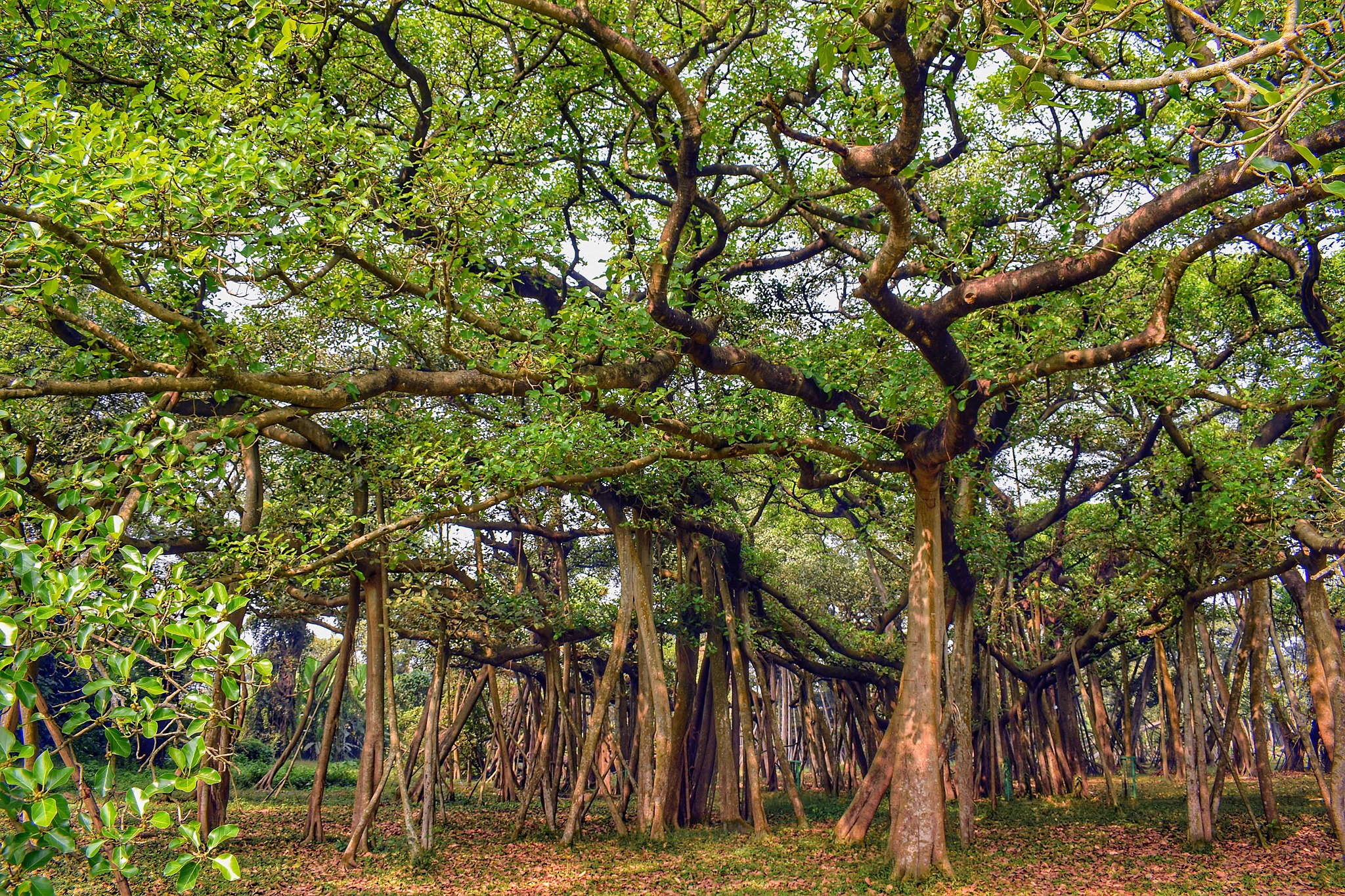 The Great Banyan Tree at Acharya Jagadish Chandra Bose Indian Botanic Garden