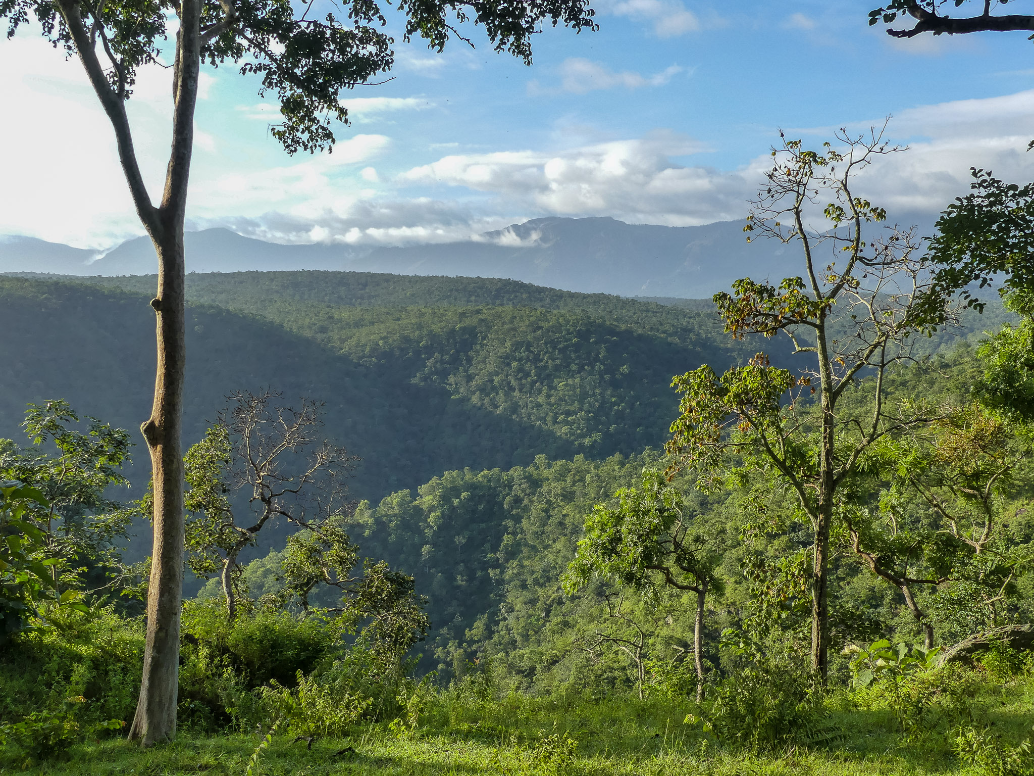 Bandipur National Park