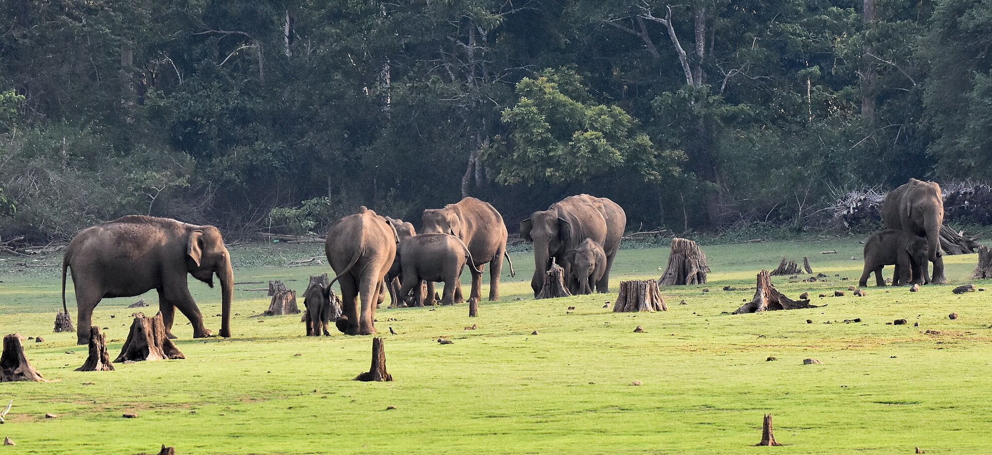 Herd of female elephants at Nagarhole National Park