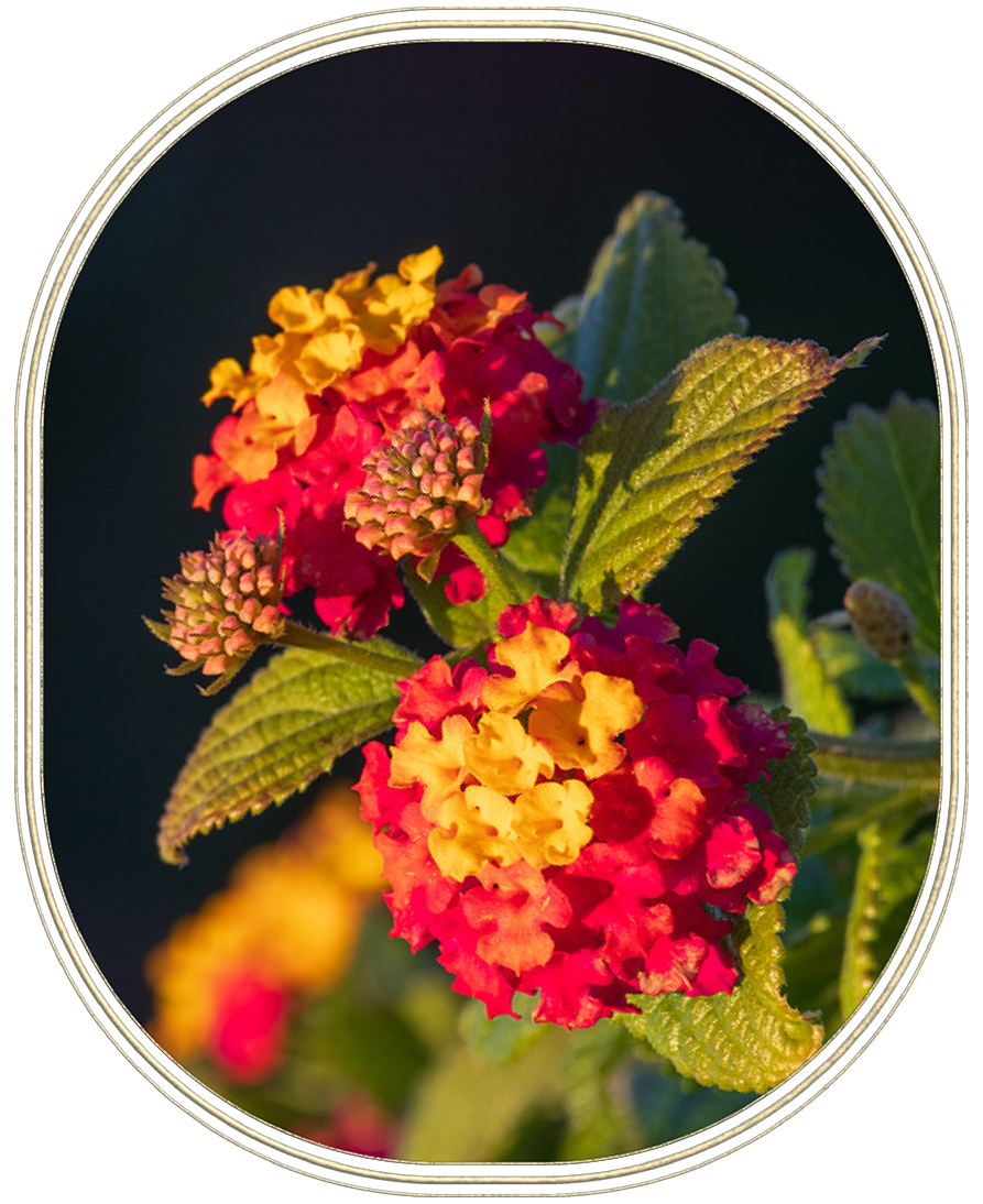 Lantana Camara