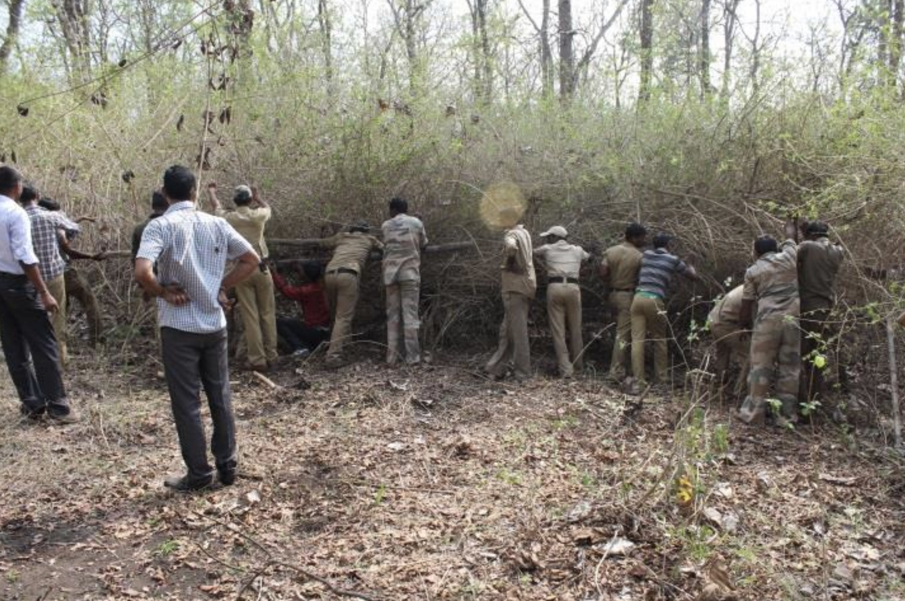 Forest Department staff at Bandipur Tiger Reserve removing Lantana Camara