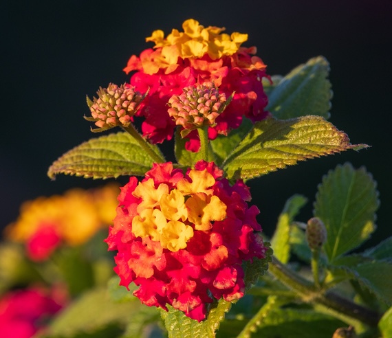 How Non-Native Plants Took Root In India’s Ecosystems