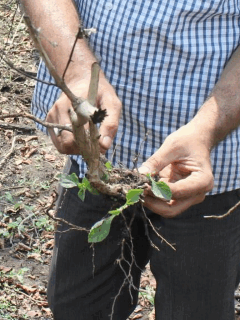 Slashed Lantana re-emerging from base of a stem