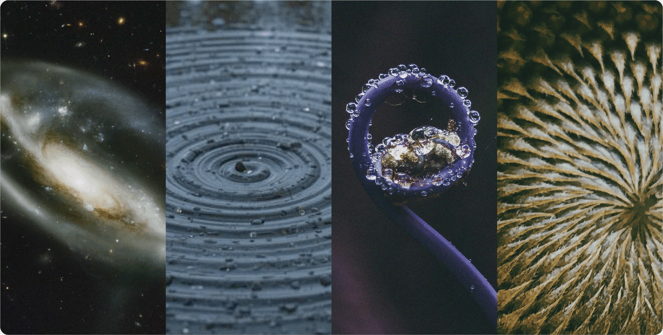 Spirals in nature