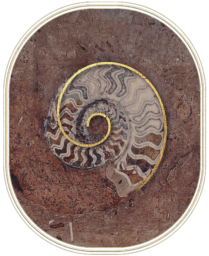 Ammonite Fossil